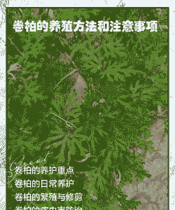 卷柏怎么养殖注意事项