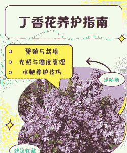 要怎么养殖晚花丁香呢