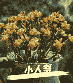 多肉小人祭怎么养殖