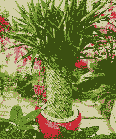 盆栽富贵竹花篮怎么养殖