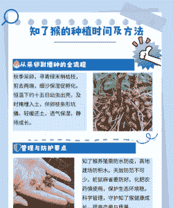 知了猴怎么样养殖的