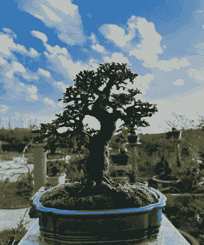 平枝栒子怎么养殖