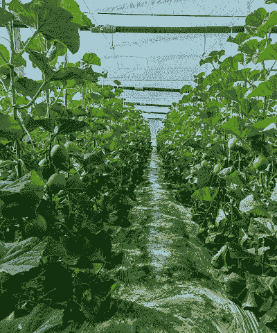 春天大棚绿甜瓜怎么养殖