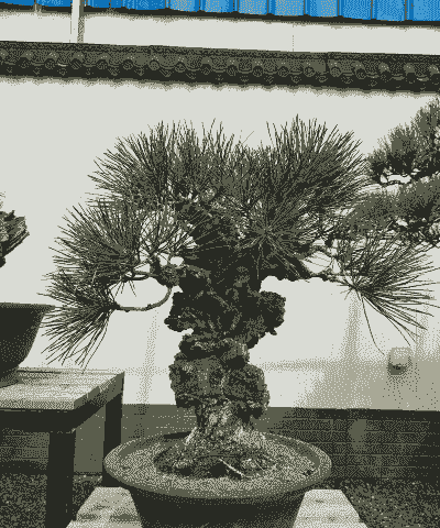 锦松盆景怎么养殖方法