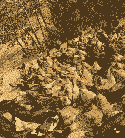 农村养殖鸡鸭怎么样做