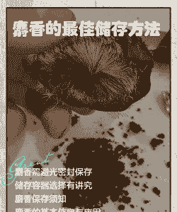 养殖麝香怎么保存不生虫