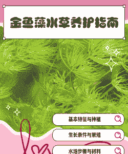 在水里养殖水草怎么养的