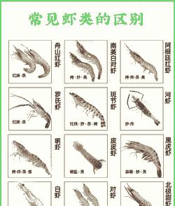 基围虾怎么养殖