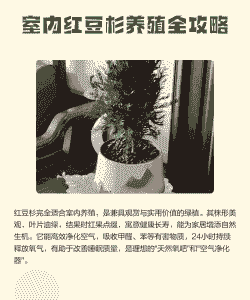 室内红豆杉怎么养殖