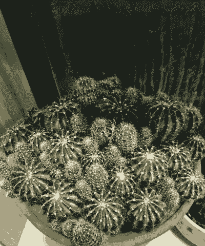 仙人球花在北方怎么养殖