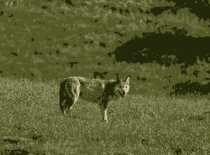 养殖的草原狼怎么样