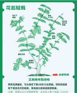 茉莉花养殖基地怎么修剪