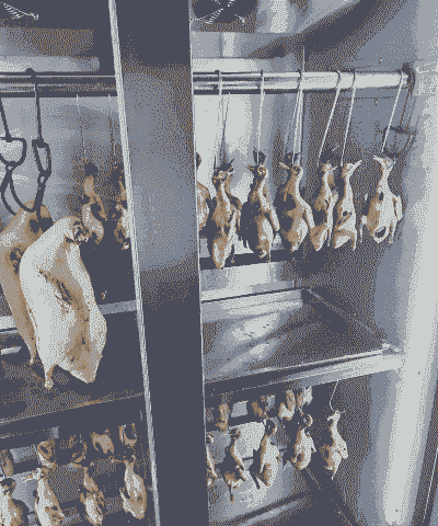 脆肉乳鸽是怎么养殖的