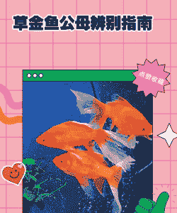 草鱼养殖怎么看公母