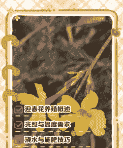 冬季迎春花生怎么养殖