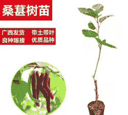 广西桑葚养殖情况怎么样