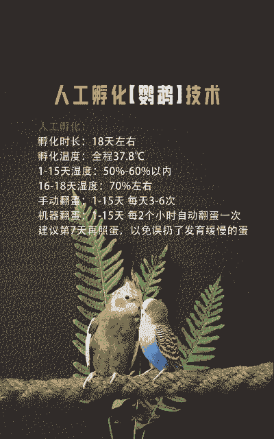 牡丹鹦鹉产蛋后怎么养殖