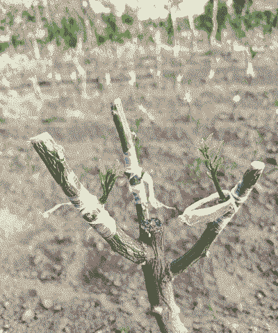 嫁接后发芽的树怎么养殖