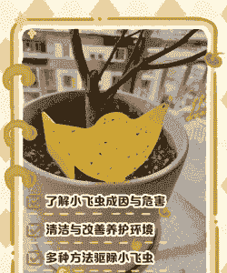 花卉养殖有飞虫怎么办