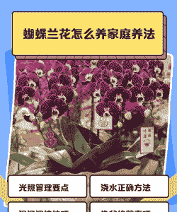 夏季阳台怎么养殖蝴蝶兰