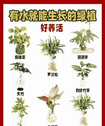 水培温带阔叶林怎么养殖