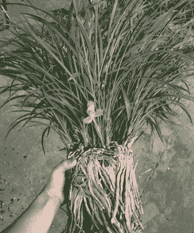 没翻盆的兰花怎么养殖