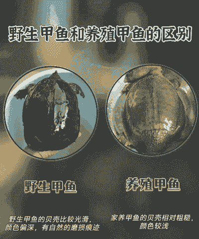 怎么看甲鱼是人工养殖