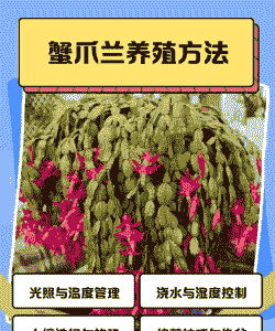 蟹爪兰叶子发绿怎么养殖