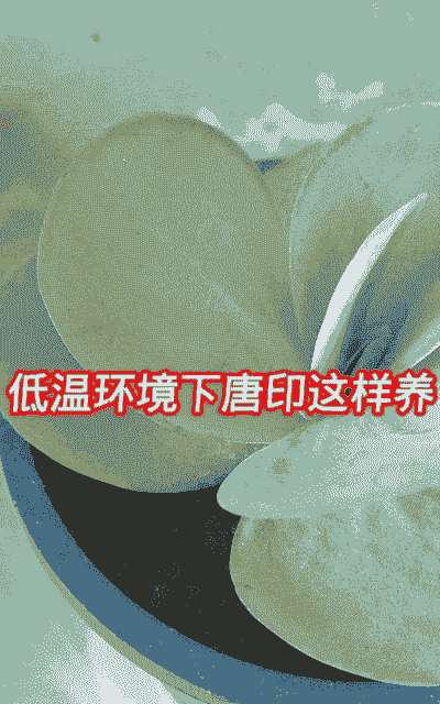 唐印休眠期怎么养殖