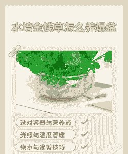 水金钱草怎么养殖