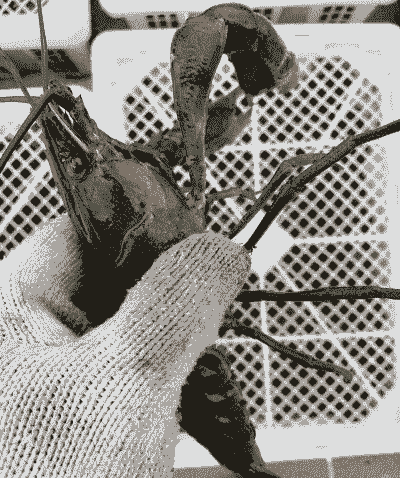 澳洲小龙虾家里怎么养殖