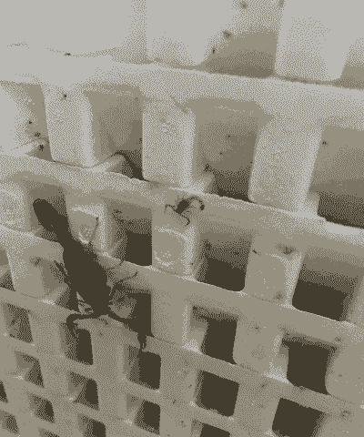 彭州养殖蝎子利润怎么样