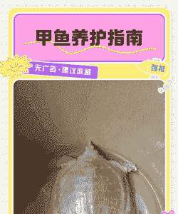 5斤左右的甲鱼怎么养殖