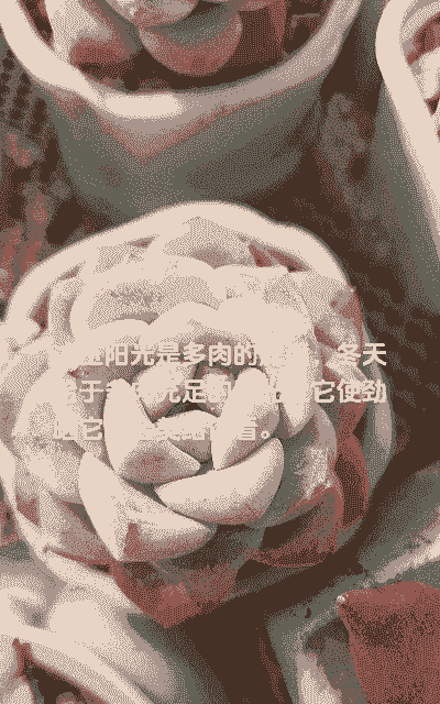 冰露多肉怎么养殖