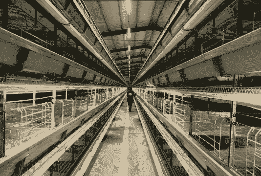 曹县特种养殖怎么样