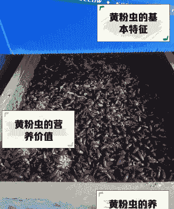 养殖黄粉虫蚂蚱怎么样了
