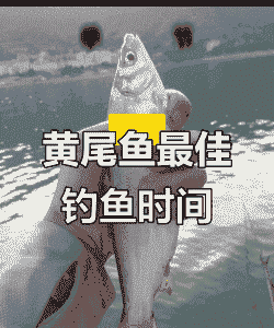 养殖场黄鱼怎么钓的