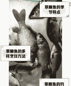 稻田里的小鲫鱼怎么养殖