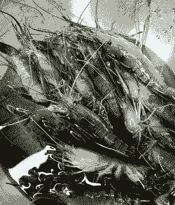 大头虾怎么养殖方法