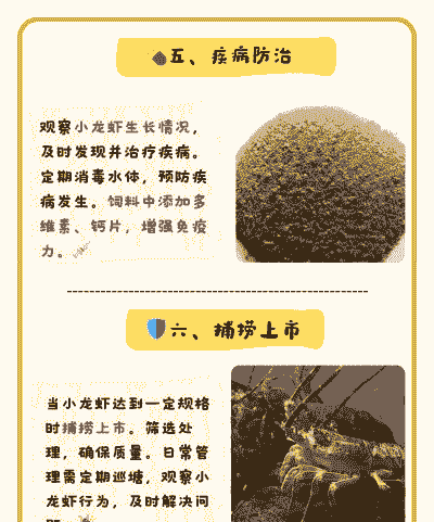 龙虾怎么看养殖成功了吗