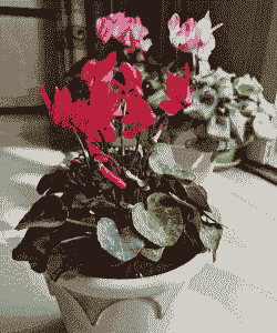 刚买的仙客来怎么养殖