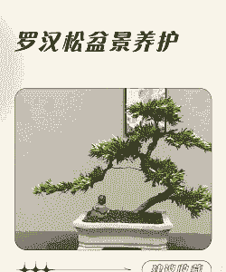 罗汉松盆景树桩怎么养殖