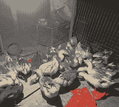 在公司养殖的鸭子怎么卖