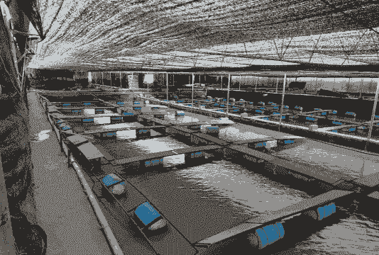 石蛙养殖基地怎么建