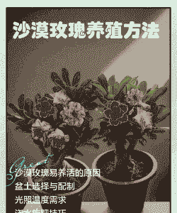 网购沙漠玫瑰苗怎么养殖