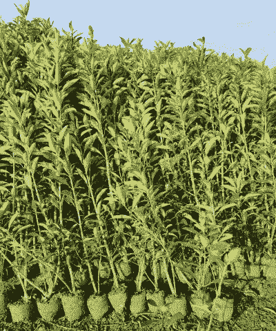 日照法国冬青怎么样养殖