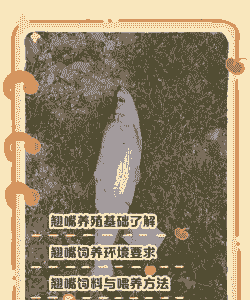 翘嘴人在家里怎么养殖