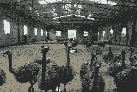 农村养殖鸵鸟效益怎么样