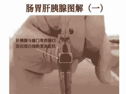 在南方怎么养殖白对虾呢