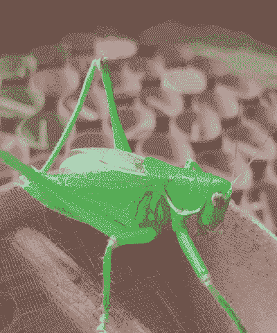 买的纯绿色蝈蝈怎么养殖